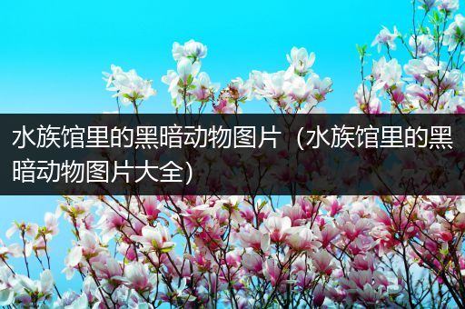 水族馆里的黑暗动物图片（水族馆里的黑暗动物图片大全）