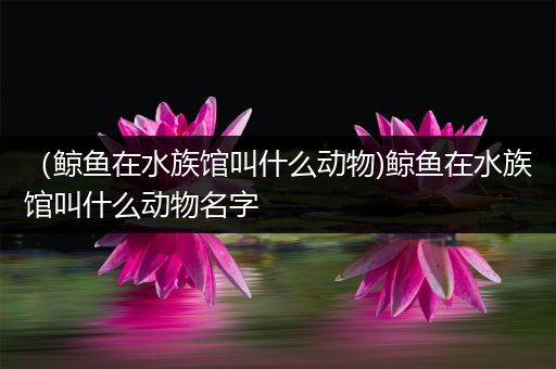 （鲸鱼在水族馆叫什么动物)鲸鱼在水族馆叫什么动物名字