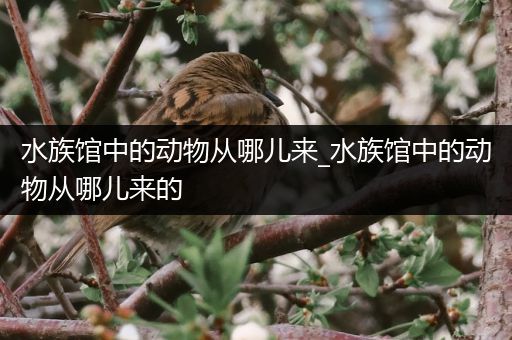 水族馆中的动物从哪儿来_水族馆中的动物从哪儿来的