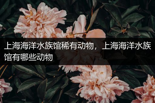 上海海洋水族馆稀有动物，上海海洋水族馆有哪些动物