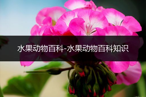 水果动物百科-水果动物百科知识