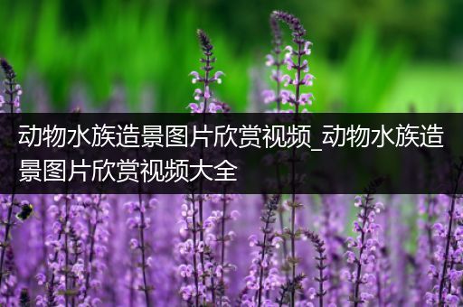 动物水族造景图片欣赏视频_动物水族造景图片欣赏视频大全