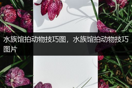 水族馆拍动物技巧图，水族馆拍动物技巧图片