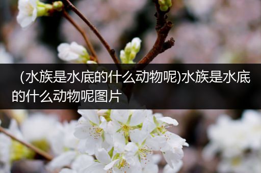（水族是水底的什么动物呢)水族是水底的什么动物呢图片