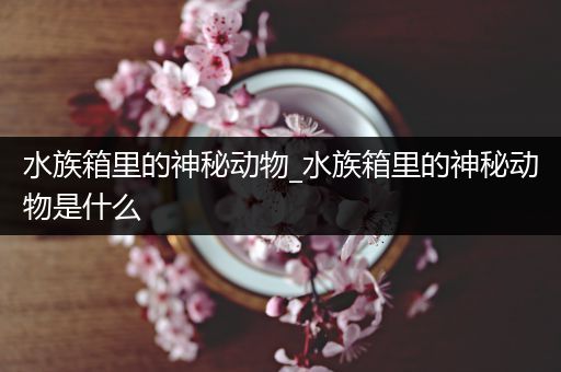 水族箱里的神秘动物_水族箱里的神秘动物是什么