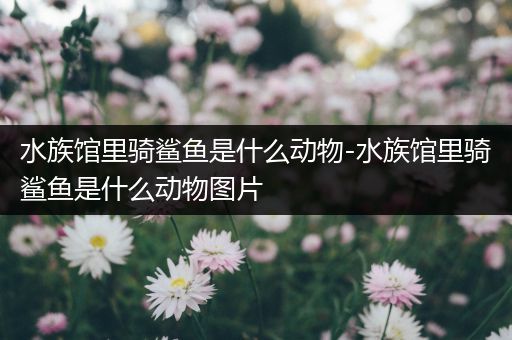 水族馆里骑鲨鱼是什么动物-水族馆里骑鲨鱼是什么动物图片