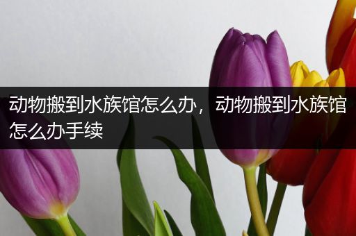 动物搬到水族馆怎么办，动物搬到水族馆怎么办手续