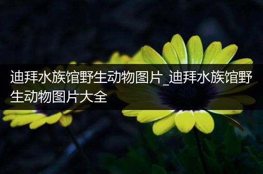 迪拜水族馆野生动物图片_迪拜水族馆野生动物图片大全