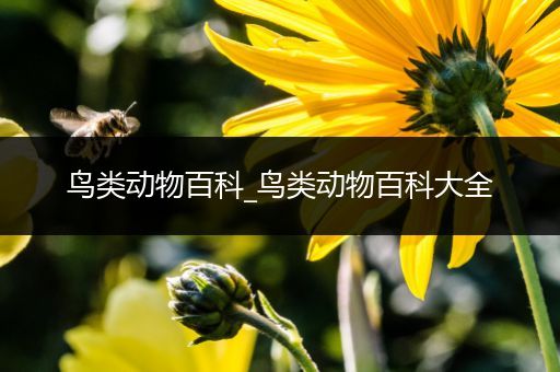 鸟类动物百科_鸟类动物百科大全