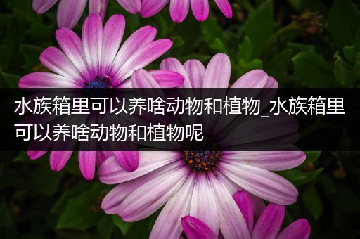 水族箱里可以养啥动物和植物_水族箱里可以养啥动物和植物呢
