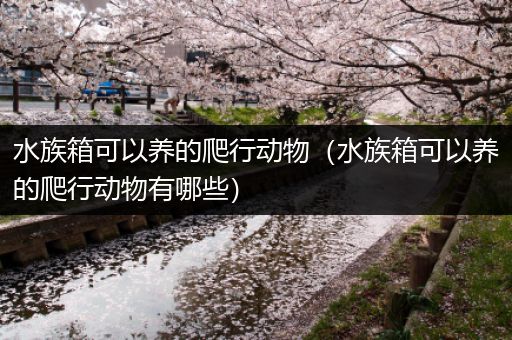 水族箱可以养的爬行动物（水族箱可以养的爬行动物有哪些）
