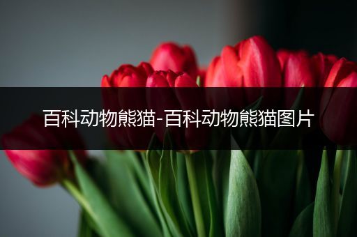 百科动物熊猫-百科动物熊猫图片
