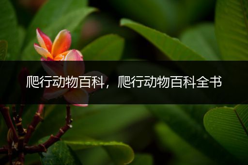 爬行动物百科，爬行动物百科全书
