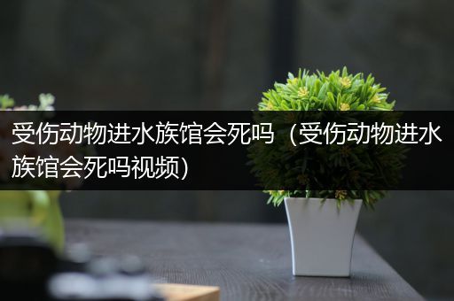 受伤动物进水族馆会死吗（受伤动物进水族馆会死吗视频）