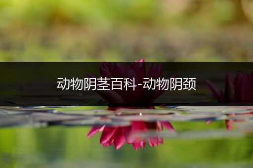 动物阴茎百科-动物阴颈