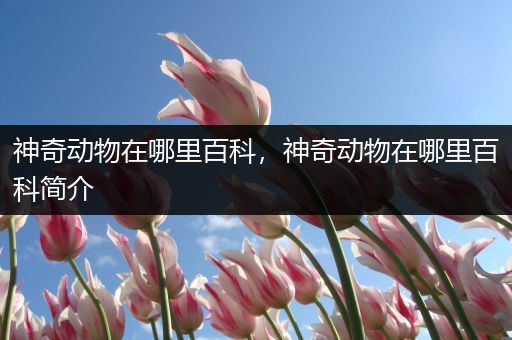 神奇动物在哪里百科，神奇动物在哪里百科简介