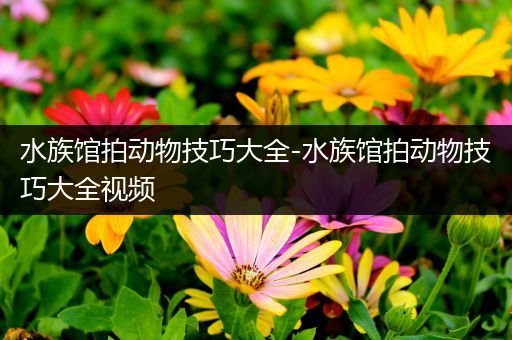 水族馆拍动物技巧大全-水族馆拍动物技巧大全视频
