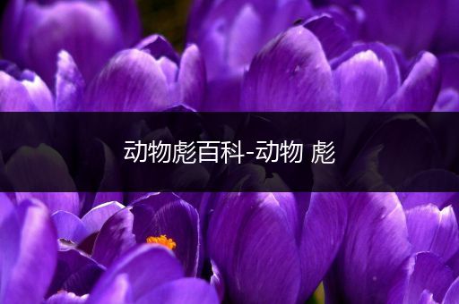 动物彪百科-动物 彪