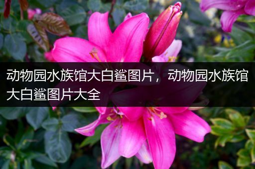 动物园水族馆大白鲨图片，动物园水族馆大白鲨图片大全