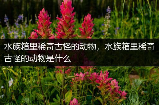 水族箱里稀奇古怪的动物，水族箱里稀奇古怪的动物是什么