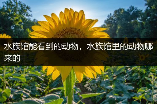 水族馆能看到的动物，水族馆里的动物哪来的