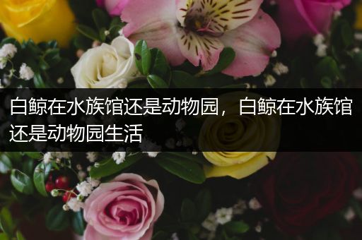 白鲸在水族馆还是动物园，白鲸在水族馆还是动物园生活