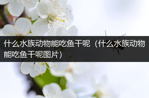 什么水族动物能吃鱼干呢（什么水族动物能吃鱼干呢图片）