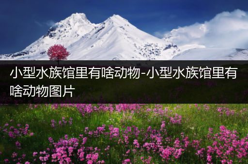 小型水族馆里有啥动物-小型水族馆里有啥动物图片