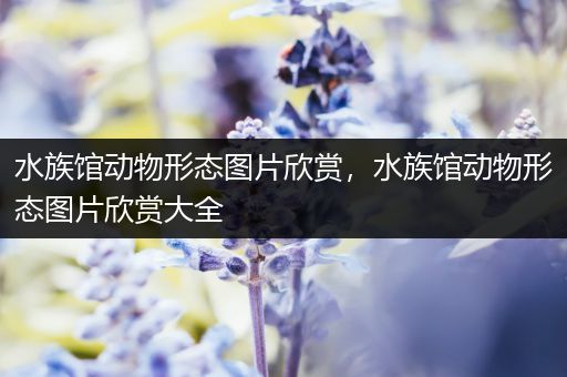 水族馆动物形态图片欣赏，水族馆动物形态图片欣赏大全