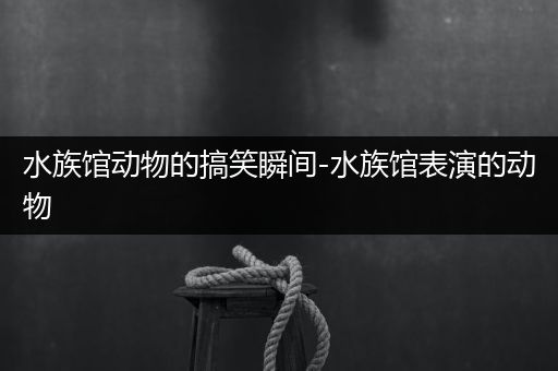 水族馆动物的搞笑瞬间-水族馆表演的动物