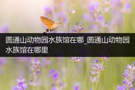 圆通山动物园水族馆在哪_圆通山动物园水族馆在哪里