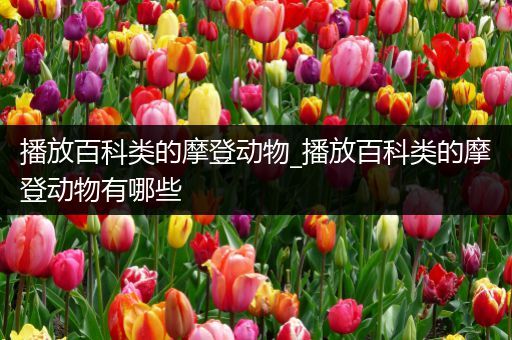 播放百科类的摩登动物_播放百科类的摩登动物有哪些