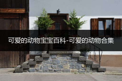可爱的动物宝宝百科-可爱的动物合集