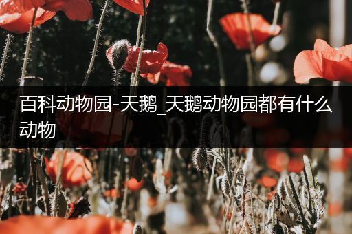 百科动物园-天鹅_天鹅动物园都有什么动物