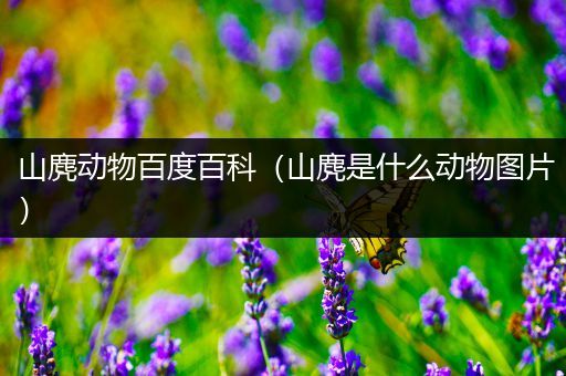山麂动物百度百科（山麂是什么动物图片）