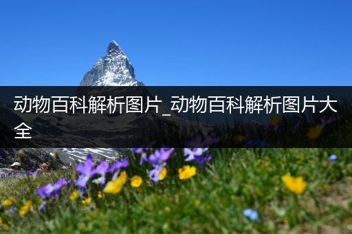 动物百科解析图片_动物百科解析图片大全