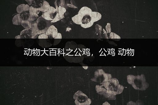 动物大百科之公鸡，公鸡 动物