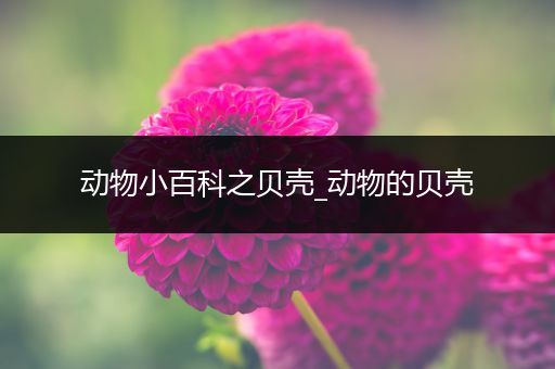 动物小百科之贝壳_动物的贝壳