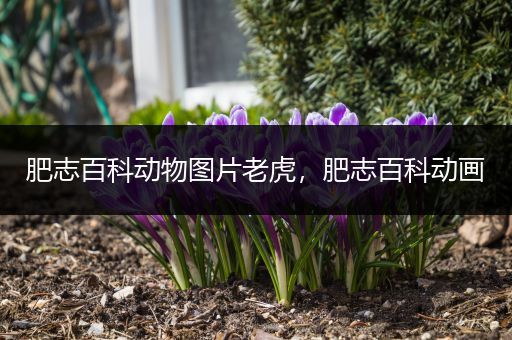肥志百科动物图片老虎，肥志百科动画