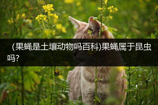 （果蝇是土壤动物吗百科)果蝇属于昆虫吗?