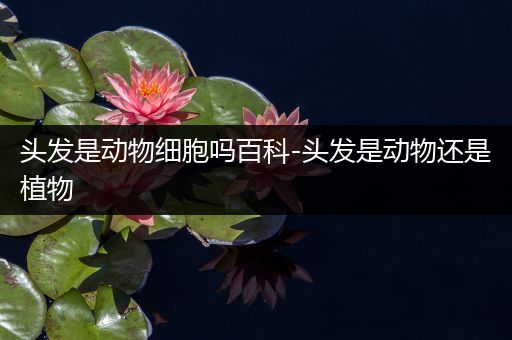 头发是动物细胞吗百科-头发是动物还是植物