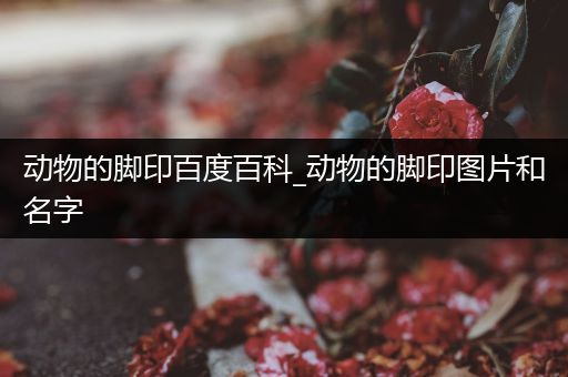 动物的脚印百度百科_动物的脚印图片和名字