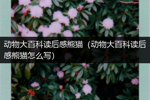 动物大百科读后感熊猫（动物大百科读后感熊猫怎么写）