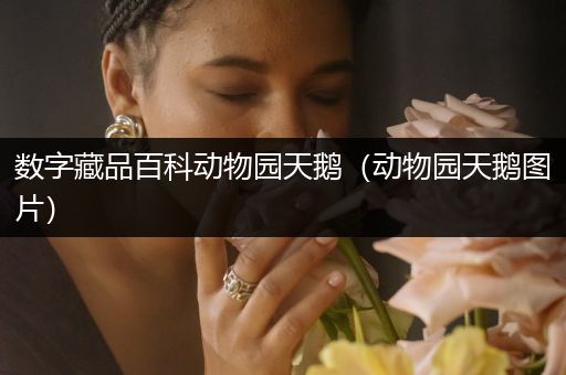 数字藏品百科动物园天鹅（动物园天鹅图片）