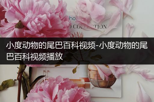 小度动物的尾巴百科视频-小度动物的尾巴百科视频播放