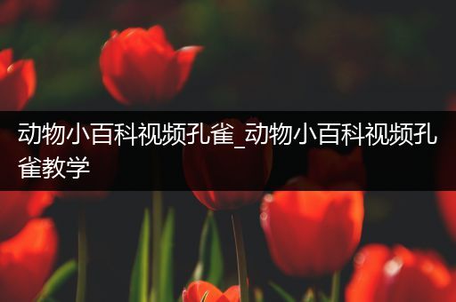 动物小百科视频孔雀_动物小百科视频孔雀教学