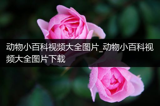 动物小百科视频大全图片_动物小百科视频大全图片下载