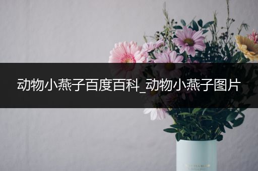 动物小燕子百度百科_动物小燕子图片