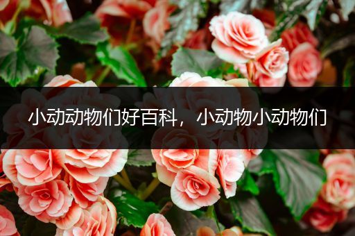 小动动物们好百科，小动物小动物们