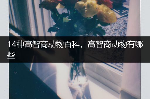 14种高智商动物百科，高智商动物有哪些
